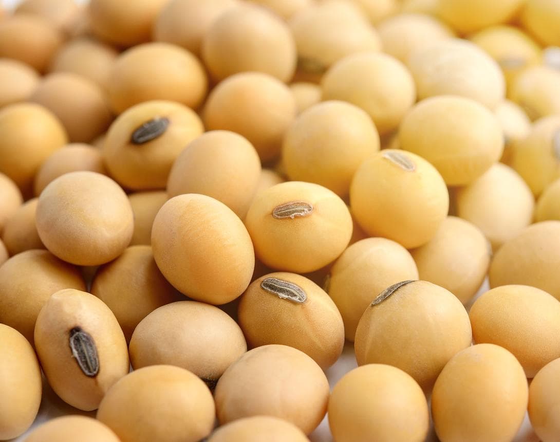 Soybeans export product