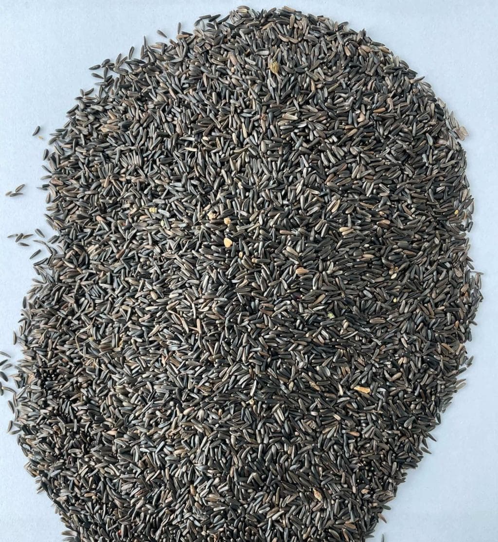 Niger Seeds export product